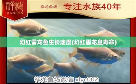 哪里可以購買到正宗的龍魚魚苗，如何挑選正宗的龍魚魚苗