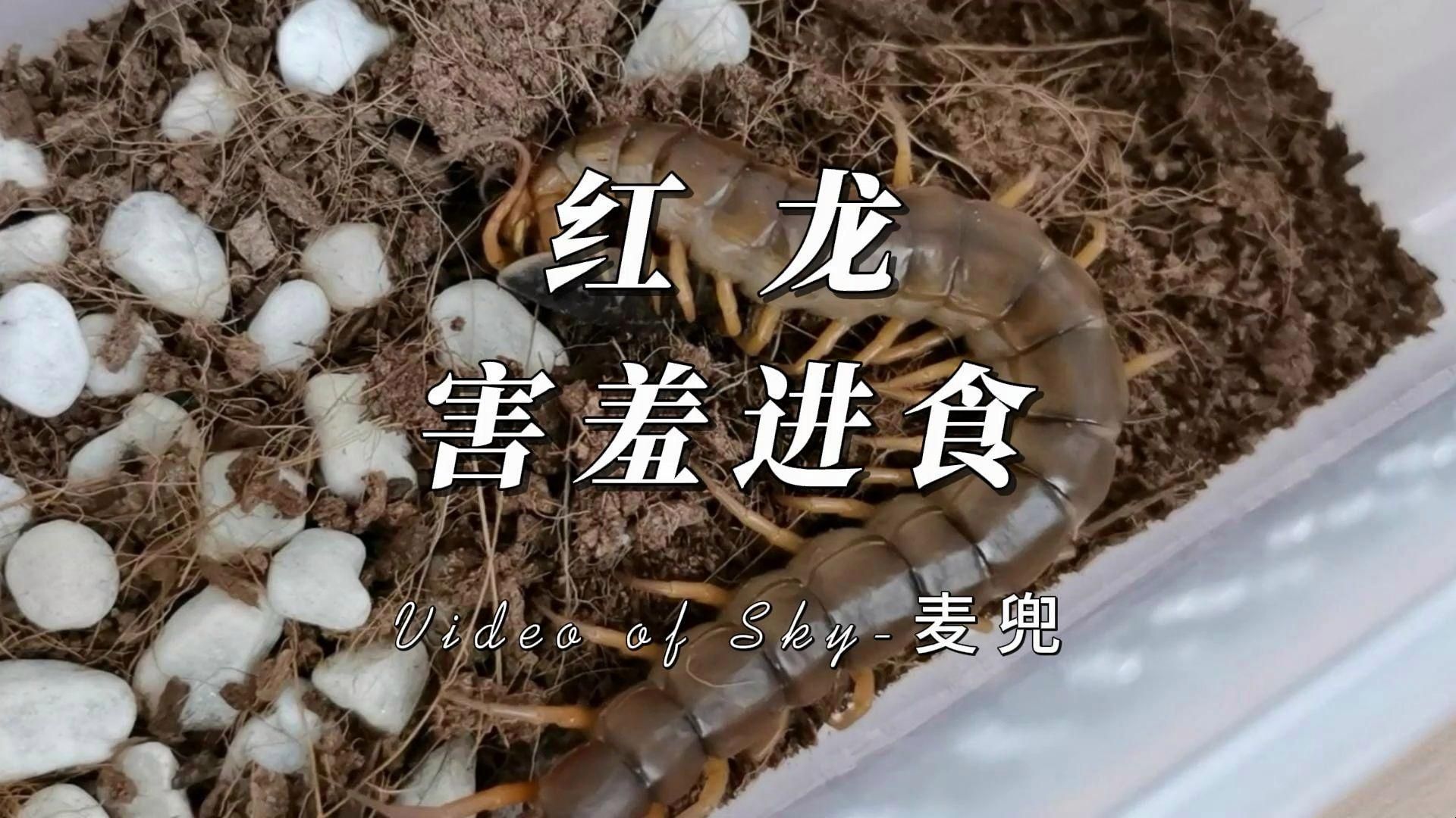 紅龍魚喂食后多久會吃完，紅龍魚喂食后多久會吃完，紅龍魚多久喂食一次合適