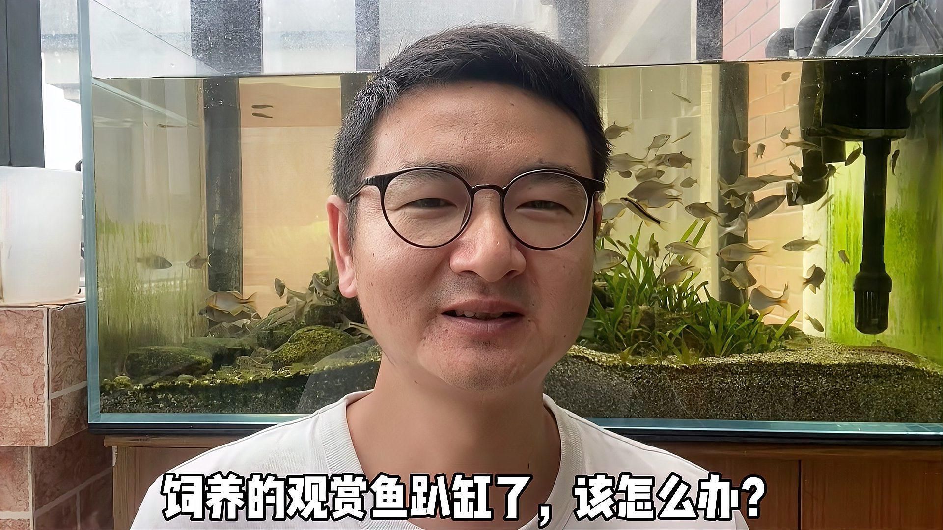 魚趴缸的原因及解決方法，江南養魚人剖析8種原因，附應對措施