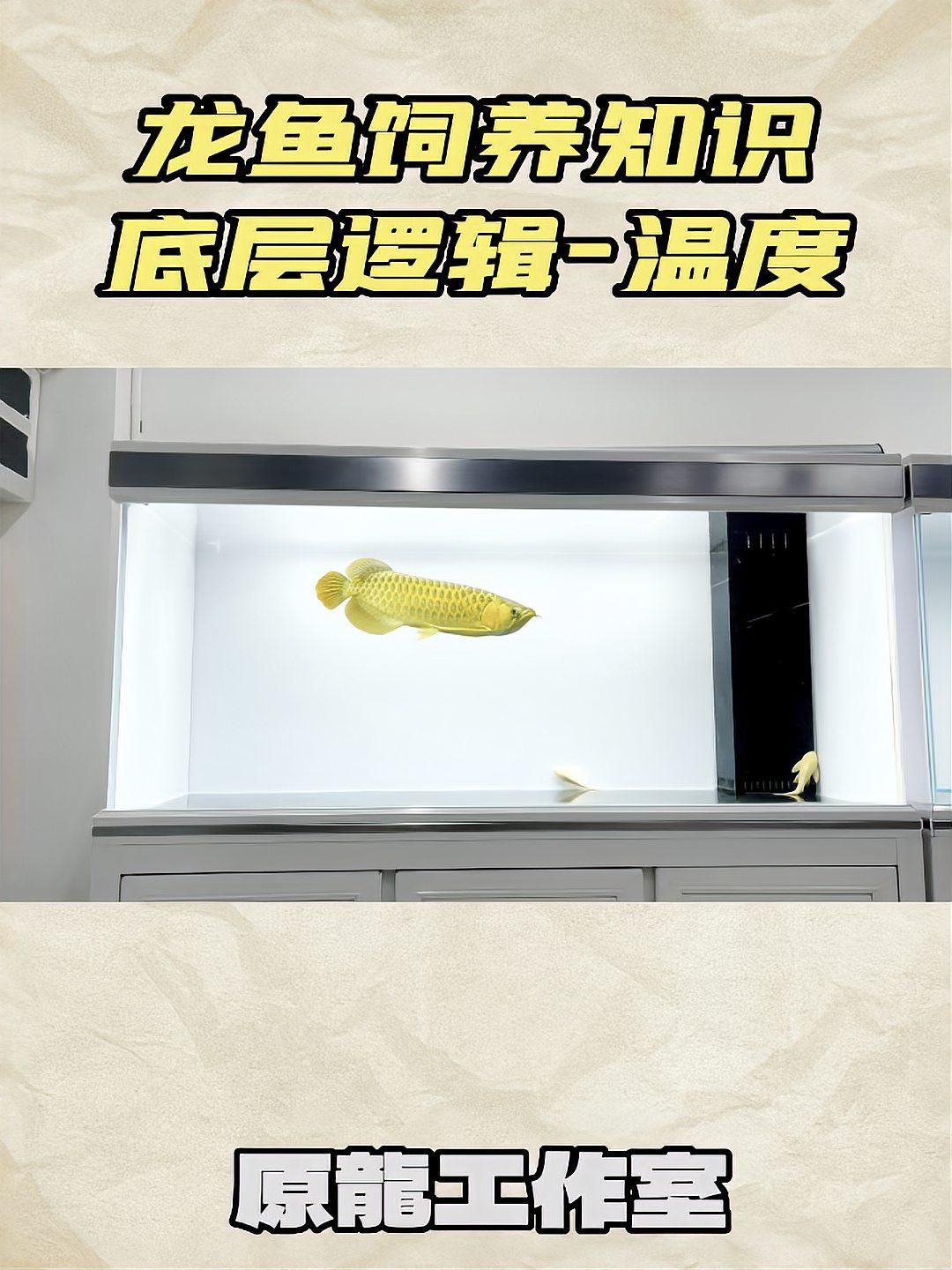 龍魚的最佳生長水溫是多少？，龍魚最佳生長水溫是多少？