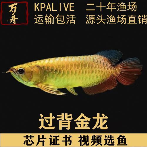 古典藍底過背金龍魚圖片，古典藍底過背金龍魚