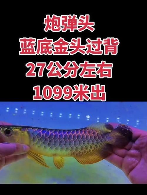 古典藍底過背金龍魚圖片，古典藍底過背金龍魚