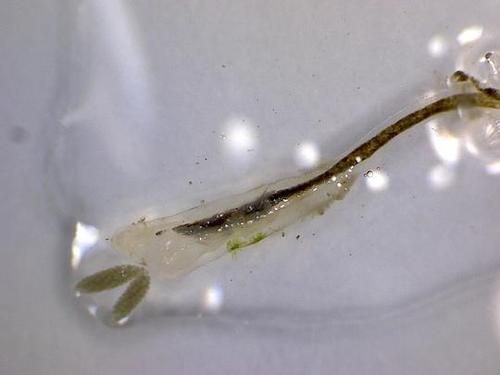 龍魚寄生蟲治療最有效辦法，關于龍魚寄生蟲治療