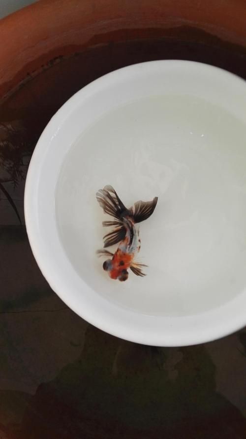 給我一些五花龍睛的圖片，五花龍睛的壽命有多長，如何區分五花龍睛的優質圖片