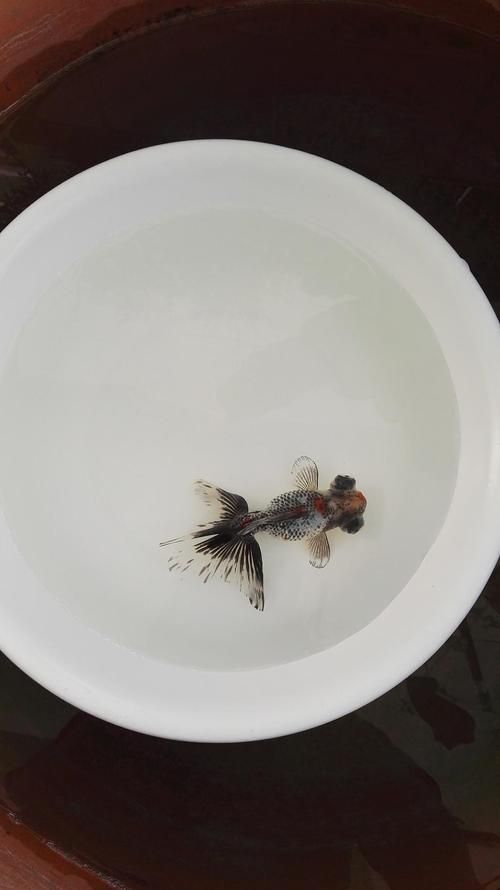 給我一些五花龍睛的圖片，五花龍睛的壽命有多長，如何區分五花龍睛的優質圖片