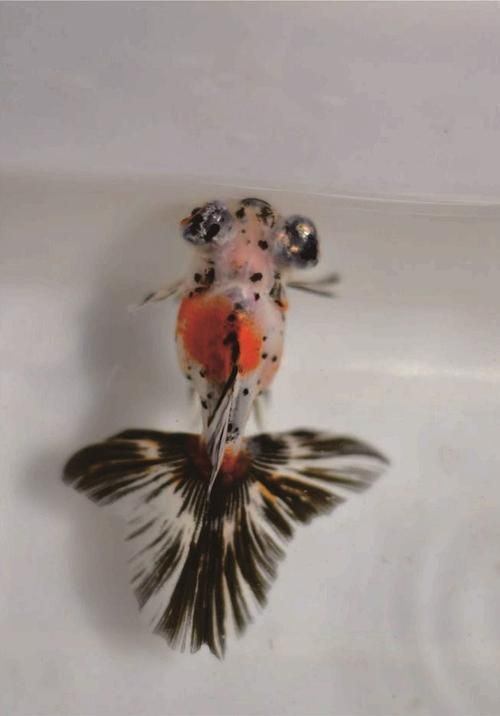 給我一些五花龍睛的圖片，五花龍睛的壽命有多長，如何區分五花龍睛的優質圖片