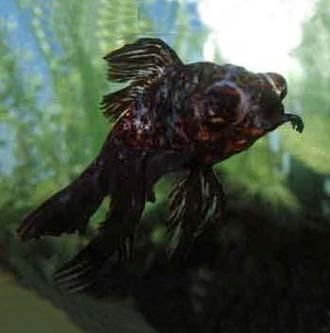 給我一些五花龍睛的圖片，五花龍睛的壽命有多長，如何區分五花龍睛的優質圖片