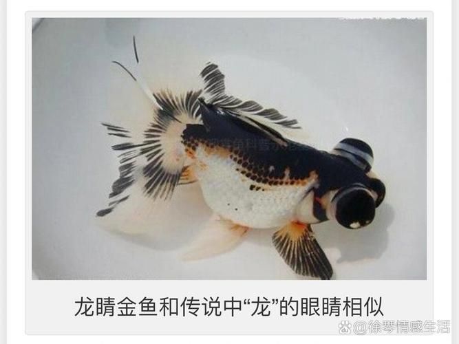 給我一些五花龍睛的圖片，五花龍睛的壽命有多長，如何區分五花龍睛的優質圖片