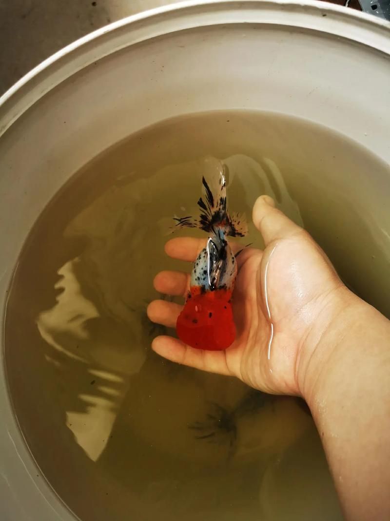 給我一些五花龍睛的圖片，五花龍睛的壽命有多長，如何區分五花龍睛的優質圖片