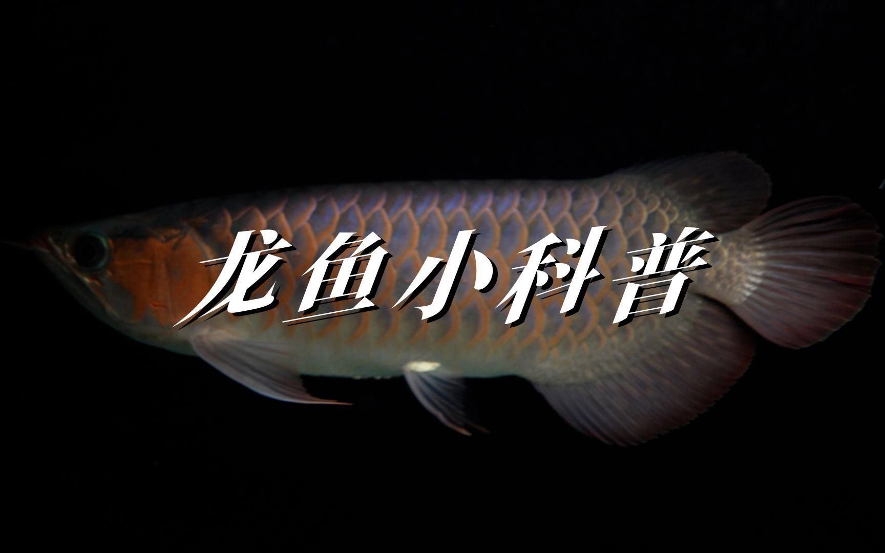 如何區分食用鱘龍魚和觀賞龍魚，鱘龍魚與觀賞龍魚的區別