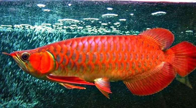 給我一些鑒別蘭州紅龍魚的真?zhèn)螆D片，蘭州紅龍魚的真?zhèn)舞b別