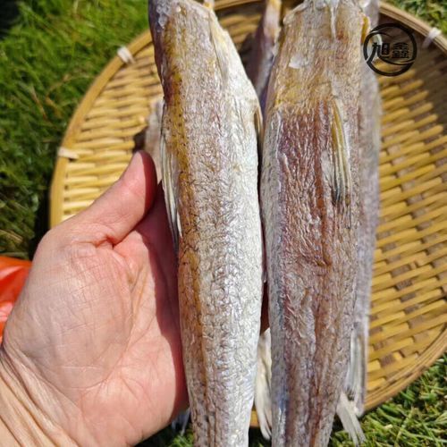 北海回龍魚有哪些功效，“北海回龍魚”的生物學特點
