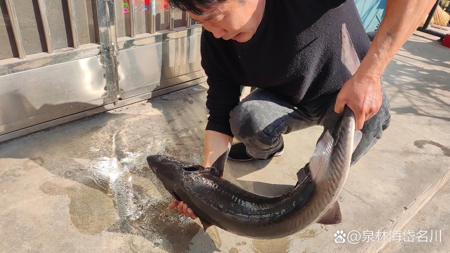 北海回龍魚有哪些功效，“北海回龍魚”的生物學特點
