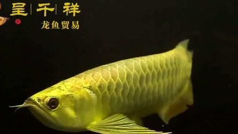 金頭藍底過背金龍，金頭藍底過背金龍有哪些飼養難點