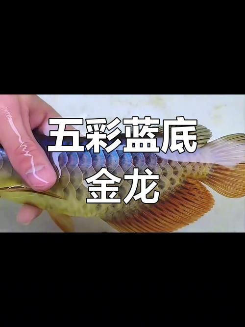 金頭藍底過背金龍，金頭藍底過背金龍有哪些飼養難點