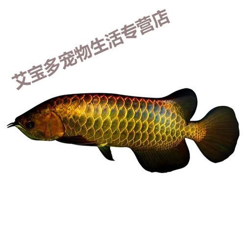 金頭藍底過背金龍，金頭藍底過背金龍有哪些飼養難點