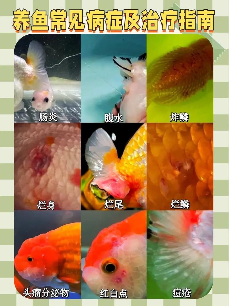 如何預防魚缸真菌感染，魚缸常見病防治手冊