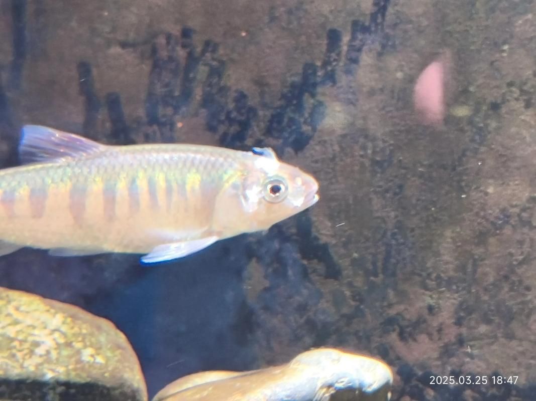 大湖紅龍魚生病期間需要哪些藥物，大湖紅龍魚在生病期間需要哪些藥物
