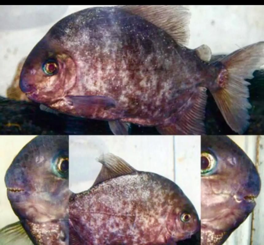 祥龍魚場的玫瑰銀版魚質量如何？，祥龍魚場的玫瑰銀版魚有哪些優點