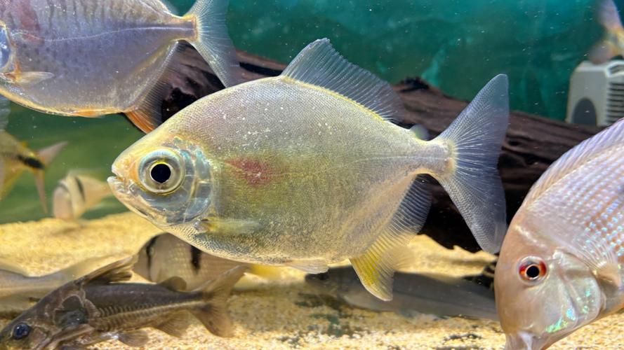 祥龍魚場的玫瑰銀版魚質量如何？，祥龍魚場的玫瑰銀版魚有哪些優點