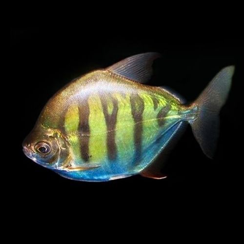 祥龍魚場的玫瑰銀版魚質量如何？，祥龍魚場的玫瑰銀版魚有哪些優點
