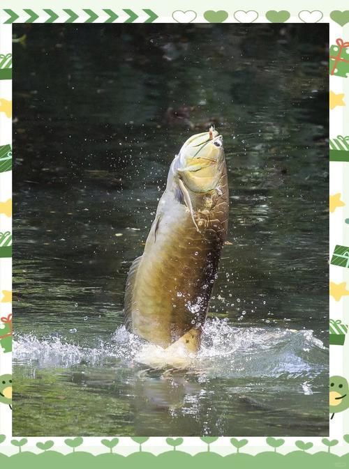 如何搜索到高清的龍魚被吃掉視頻，高清龍魚被吃掉視頻