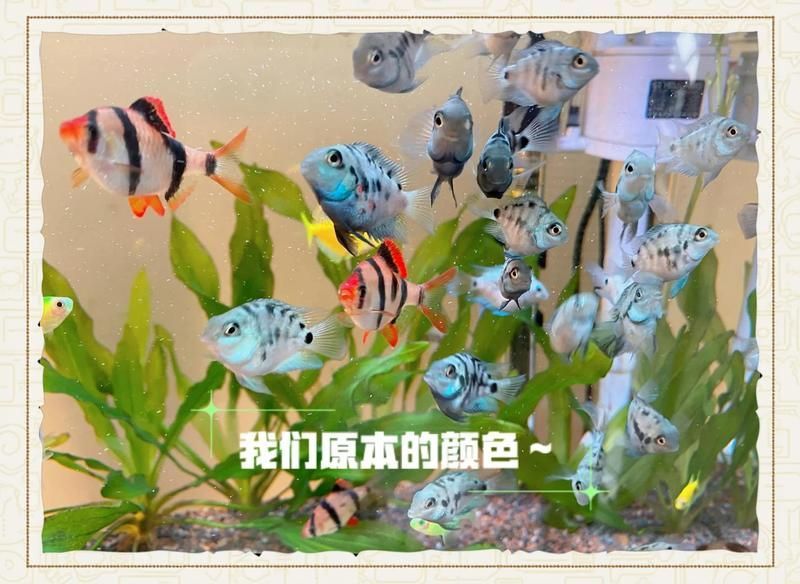 如何安全地降低龍魚缸的水溫？，如何安全地降低龍魚缸水溫