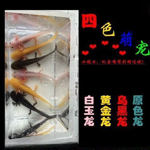 白玉龍魚的價格范圍是多少？，白玉龍魚價格跨度極大，