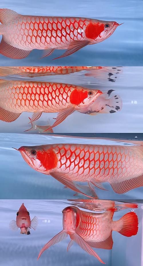 白玉龍魚的價格范圍是多少？，白玉龍魚價格跨度極大，
