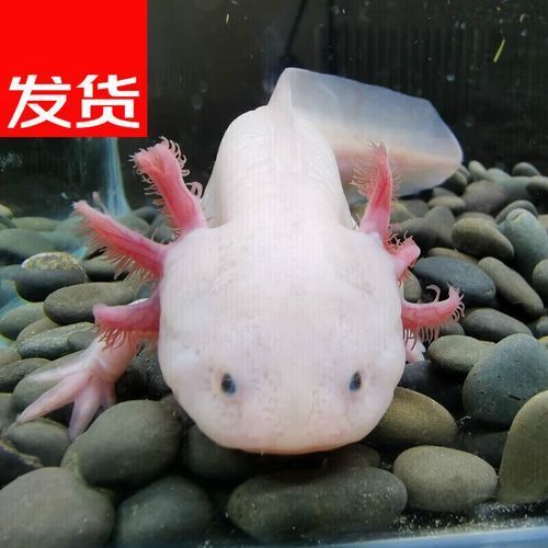 白玉龍魚的價格范圍是多少？，白玉龍魚價格跨度極大，