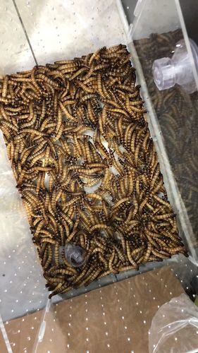 如何判斷龍魚是否接受面包蟲？，————科學觀察與實操指南