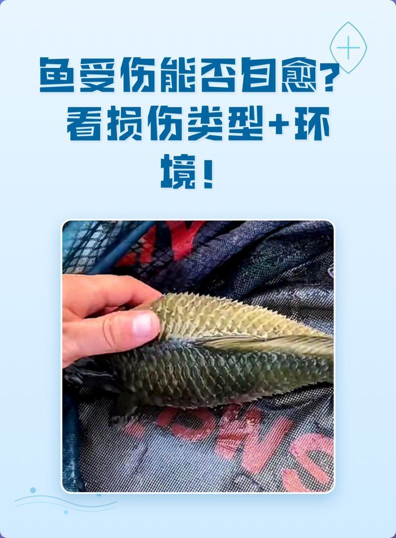 魚外傷后多久會恢復(fù)，魚外傷后多久可以恢復(fù)
