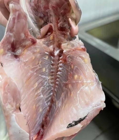 哪些寄生蟲對魚類危害最大，寄生蟲對魚類危害最大