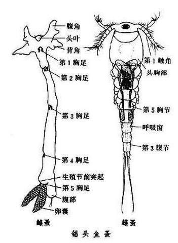 哪些寄生蟲對魚類危害最大，寄生蟲對魚類危害最大