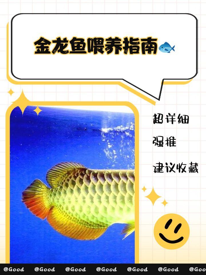 20公分龍魚一天喂幾次，20公分龍魚喂食計劃表