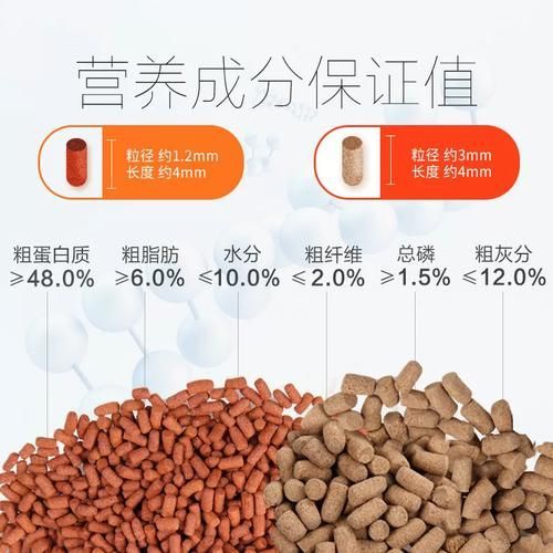 仟湖G2、寸金大龍、海豚龍魚飼料哪個最好，仟湖g2、寸金大龍和海豚龍魚飼料哪個好 仟湖G2、寸金大龍、海豚龍魚飼料哪個最好，仟湖g2、寸金大龍和海豚龍魚飼料哪個好 龍魚百科 第16張