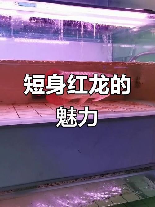 短身紅龍魚有哪些品種，如何區分短身紅龍魚的品種