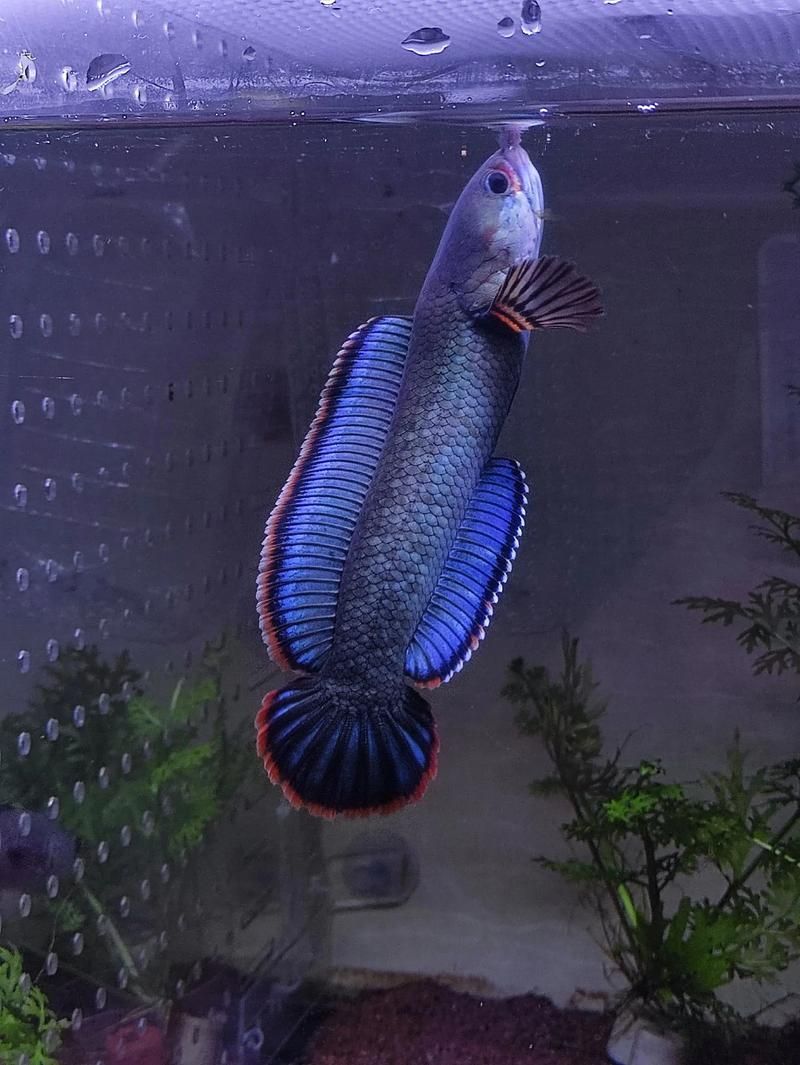 如何選擇適合紅龍魚的夜燈，如何選擇適合紅龍魚的夜燈？