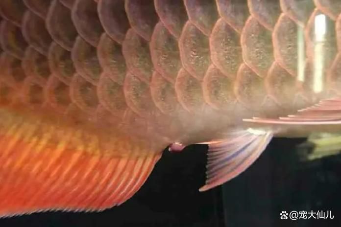 如何區分龍魚的正常分泌物和病態分泌物？，龍魚正常與病態分泌物的科學區分指南 如何區分龍魚的正常分泌物和病態分泌物？，龍魚正常與病態分泌物的科學區分指南 龍魚百科 第2張