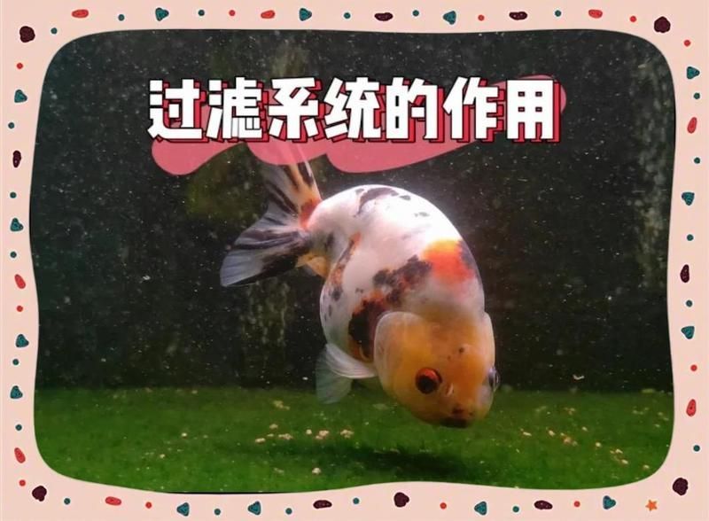 龍魚缸過濾系統有哪些類型