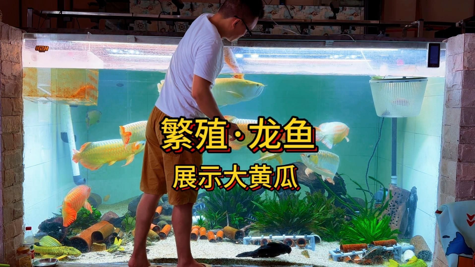 哪些龍魚品種最適合養？