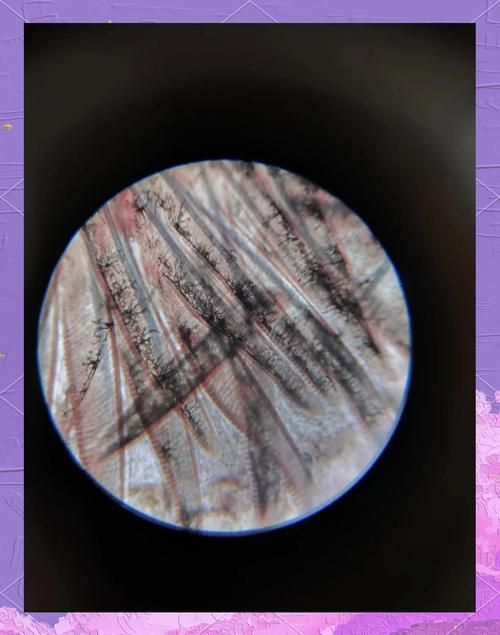 爛鰓病如何治療最有效