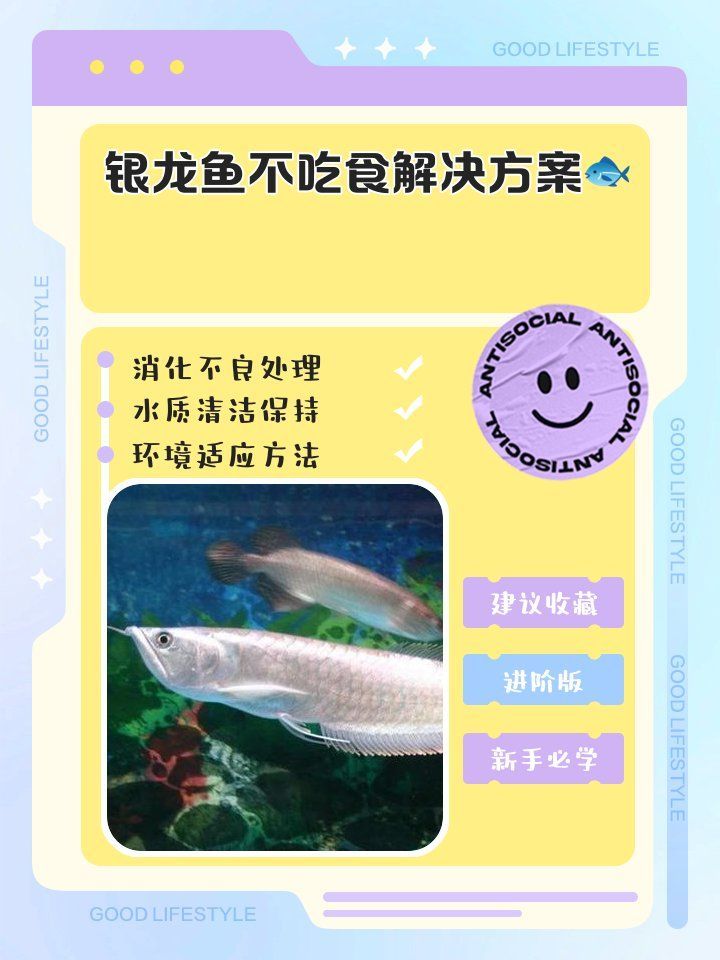 銀龍魚不吃食有哪些常見原因，銀龍魚不吃東西怎么辦