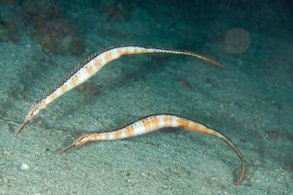 如何辨別受保護(hù)的海龍魚品種，受保護(hù)海龍魚品種的高清圖、形態(tài)對比圖、形態(tài)對比圖