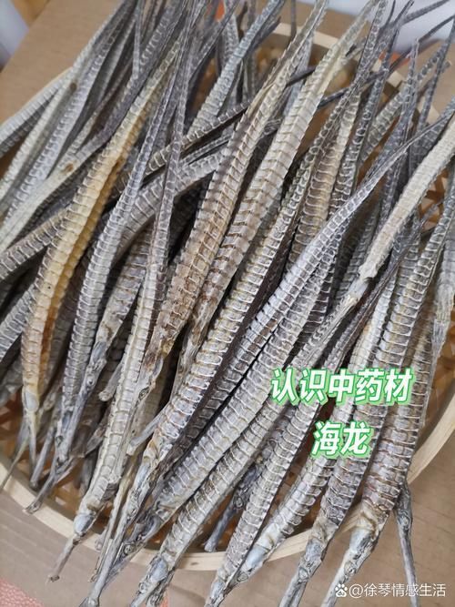 如何辨別受保護(hù)的海龍魚品種，受保護(hù)海龍魚品種的高清圖、形態(tài)對比圖、形態(tài)對比圖
