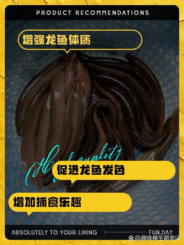 龍魚需要吃什么食物？，龍魚的喂養(yǎng)方法