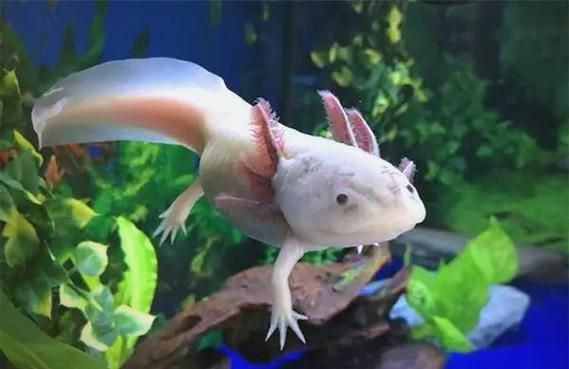 有哪些品相的六角龍魚值得購買，六角龍魚如何挑選？
