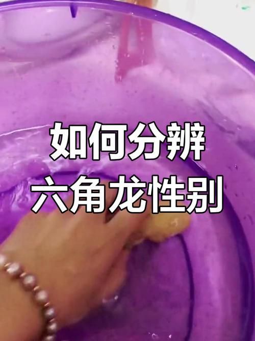 有哪些品相的六角龍魚值得購買，六角龍魚如何挑選？