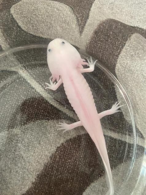有哪些品相的六角龍魚值得購買，六角龍魚如何挑選？