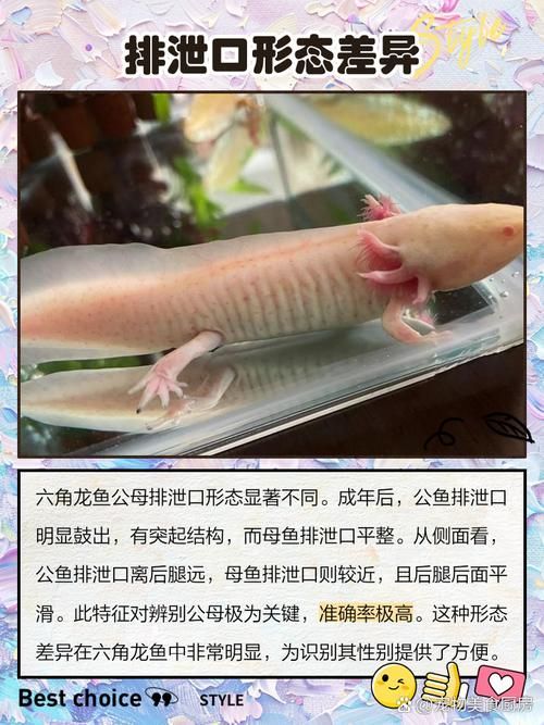 有哪些品相的六角龍魚值得購買，六角龍魚如何挑選？